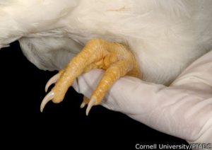 Neurologic Problems The grasping problem