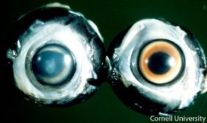 Embryo: Cerebellar herniation with edema