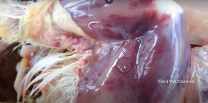 Sever hemorrhages in skeletal muscles