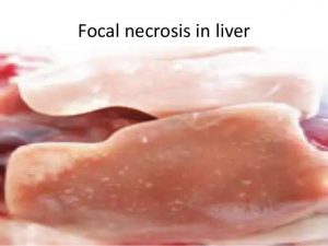 Focal necrosis on liver in broiler chickens salmonellosis affected