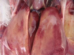 swollen and pale liver