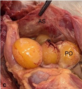 Air scaculitis with multifocal fibrinopurulent perioophoritis