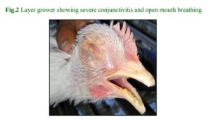 Layer grower showing severe conjunctivitis and open mouth breathing