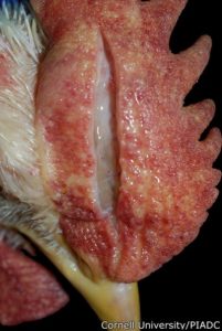 Edema and Hemorrhage In comb