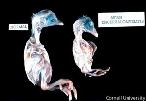 Embryo: Stunting with limb malformation (muscular dystrophy)