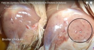 Petechia in legs muscles