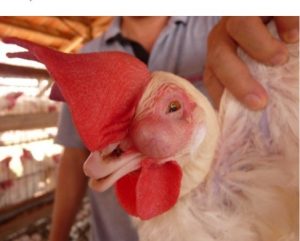 Swollen head syndrome in hen