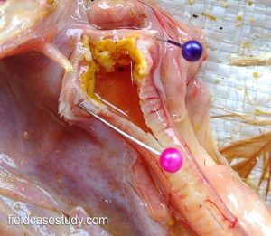 plugs of caseous exudate in upper trachea of a chicken 
