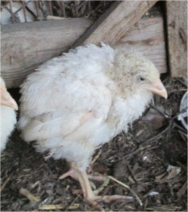 Depression, Ruffled feathers, poor appetite, pale face