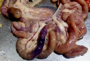 Inflammation, Hemorrhage and congestion in small intestine