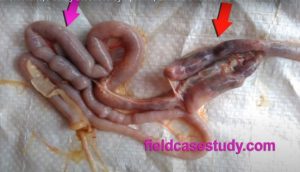 Inflammation, Haemorrhage and congestion in small intestin