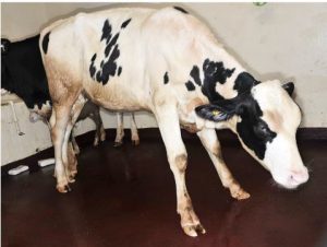 LAMENESS لنگش : ضایعات پا ممکن است باعث انتقال وزن به یاھای جلو و گسترش پاھای حیوانات مبتلا گردد. گاو مبتلا تمایلی به حرکت نداشته و دارای قوز در ناحیه کمرمی باشد