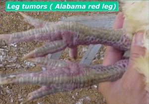 تومور های پوستی در پای مرغ مادرگوشتی (Leg tumors (Alabama red leg))