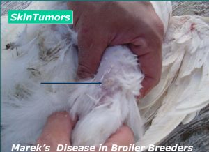 تومور های پوستی در مرغ مادر گوشتی (Skin Tumors in broiler bree)