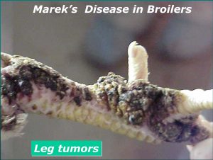 تومور های پوستی در پای نیمچه گوشتی(Leg Tumors in Broilers)