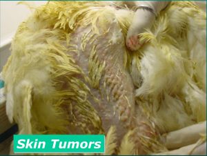تومور های پوستی در نیمچه گوشتی (Skin Tumors, in Broiler)