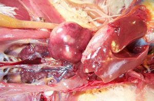 ایجاد تومور در کلیه، کبد، طحال (Marek's_Disease-kidney-liver-spleen tumors)