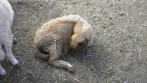 تب، افسردگی، قطع غذا، اسهال