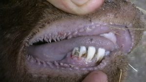 ضایعات در بافت پوشش دهان