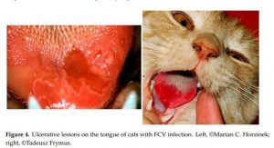ضایعات اولسراتیو در ناحیه دهان گربه در بیماری FCV