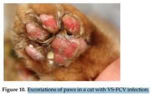  پوسته پوسته شدن پد پاها در گربه ناشی از عفونت کلسی ویروس