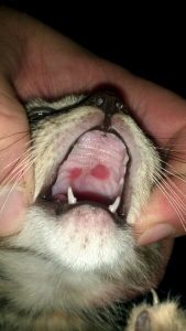 زخم در ناحیه کام سخت در گربه ناشی از کلسی ویروس