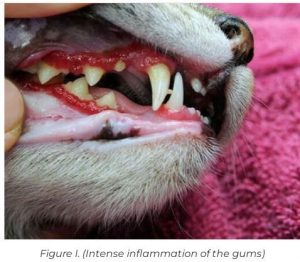 التهاب شدید لثه ها در عفونت کلیسی ویروس در گربه