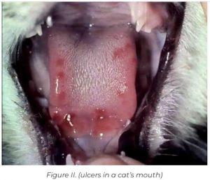  ایجاد زخم در ناحیه دهانی ناشی از ویروس FCV