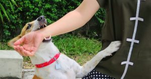 ویروس هاری با آلوده نمودن سیستم عصبی مرکزی(مغز و نخاع) در انسان و پستانداران خونگرم باعث مرگ گردد.