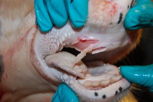 EROSIVE LESIONS IN COW ضایعات فرسایشی درگاو ضایعات فرسایشی روی پد دندانی و زبان گاو مشاهده میشود. وزیکول ها پاره شده اند و اپیدرم پوشاننده از بین رفته است. هیپرمی و خونریزی در بافت زیرین نیز مشخص می باشد.