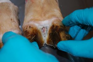 Foot lesion ضایعه پا: ضایعه فرسایشی در شکاف بین انگشتی در گاو. این ضایعات ممکن است یک یا چند پا را درگیر کند