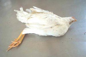 عدم تعادل (Paralysis, in commercial layers)