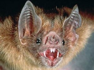 واکسن نوترکیب با قابلیت مقاوم در برابر حرارت محیط برای واکسینه نمودن حیوانات حیات وحش