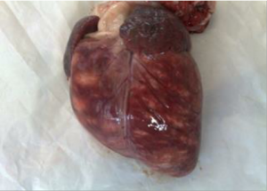 قلب ببری Tiger heart نواحی رنگ پریده ، نقاط نکروز در ناحیه اپیکارد قلب بره ناشی از بیماری تب برفکی در کالبد گشائی قابل مشاهده است.