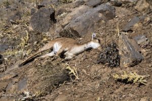 تلفات در نشخوارکنندگان وحشی