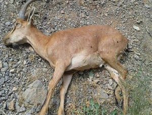 تلفات در نشخوارکنندگان وحشی