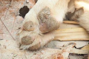 هیپرکراتوز شدید در ناحیه پد پنجه های سگ